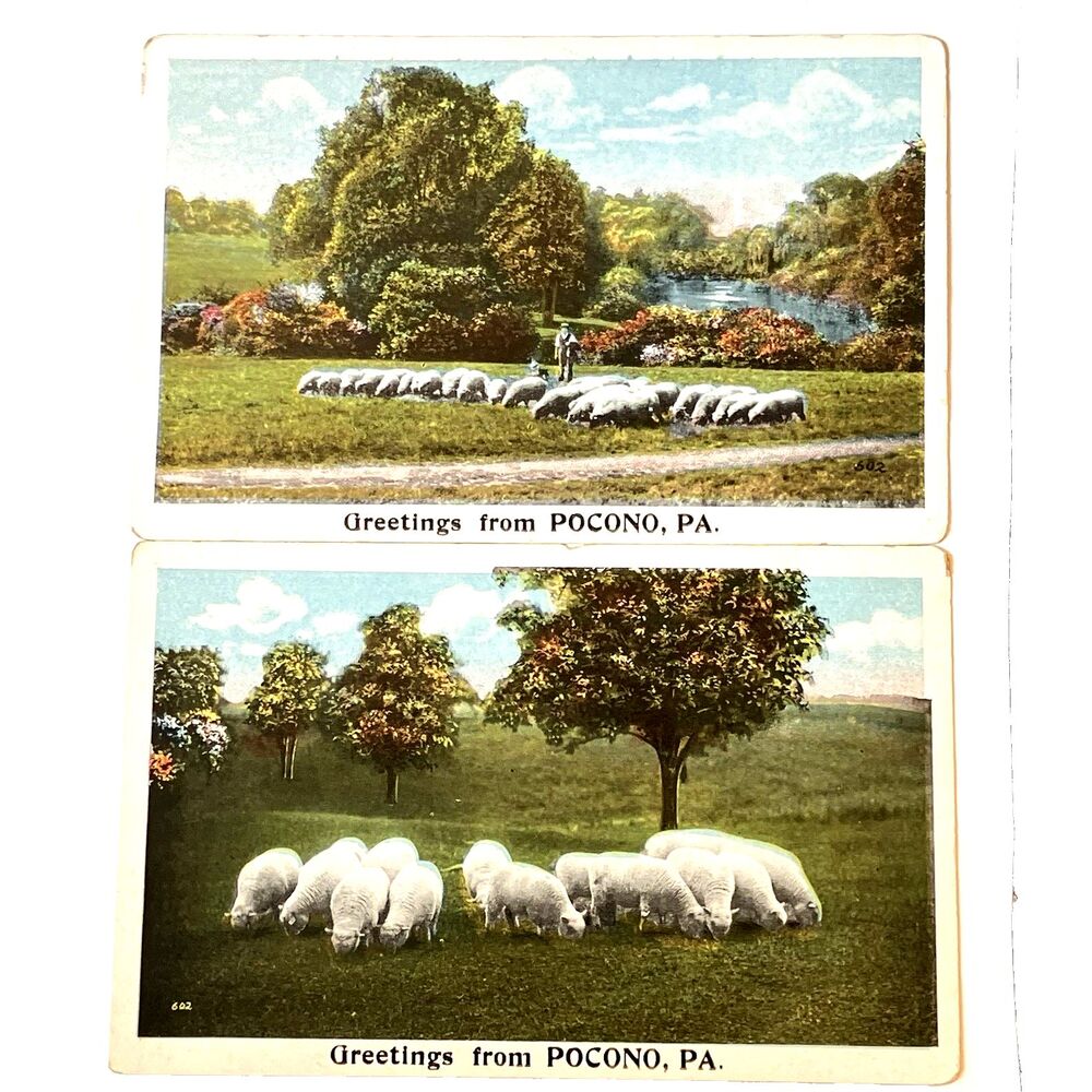 Greetings from Pocono PA 2 Postcards Sheep Pennsylvania Landscape Shepherd Dog